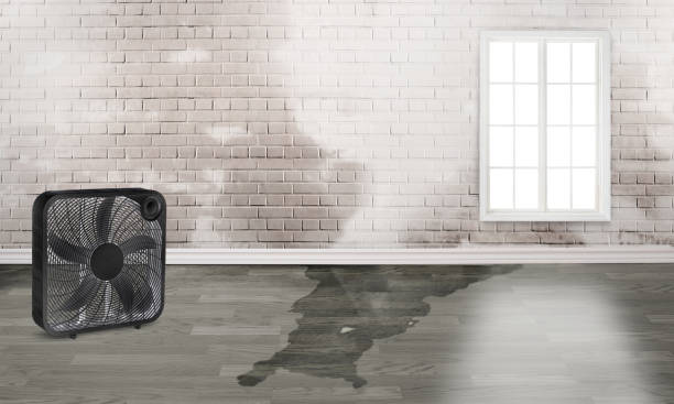Best Ceiling water damage repair  in Rockwell, AR